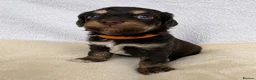 Mixed Breed dogs for sale: Cockapoo mix  in Dartmouth - Advert 12