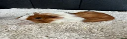 Guinea Pig rodents for sale: Stunning baby guinea pigs  - Advert 7