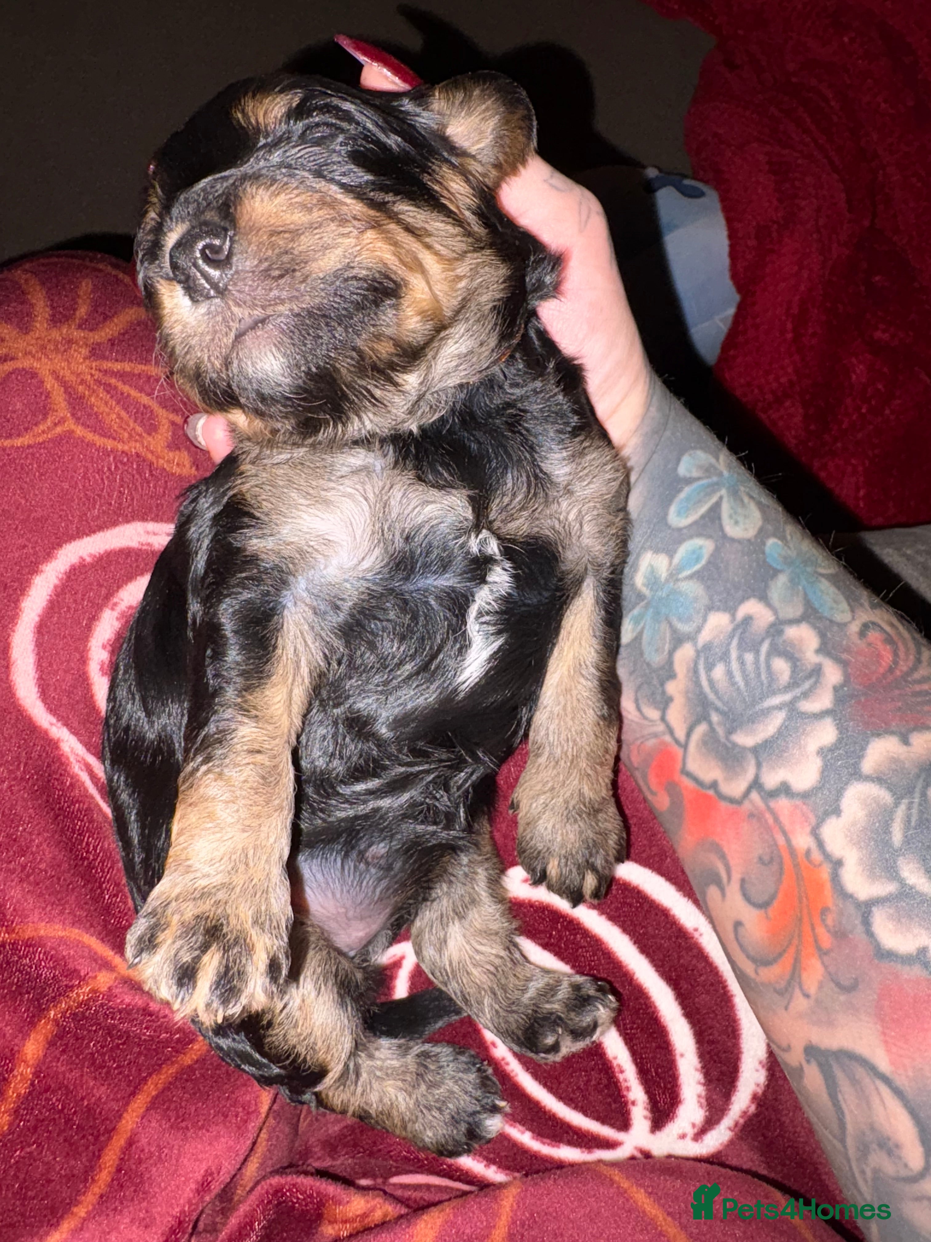 Mixed Breed dogs Beautiful Cavapoo puppies  - Advert 4