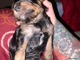 Mixed Breed dogs Beautiful Cavapoo puppies - Advert 4