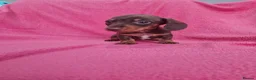 Miniature Dachshund dogs for sale: Quality Miniature Dachshund Puppies  - Advert 5