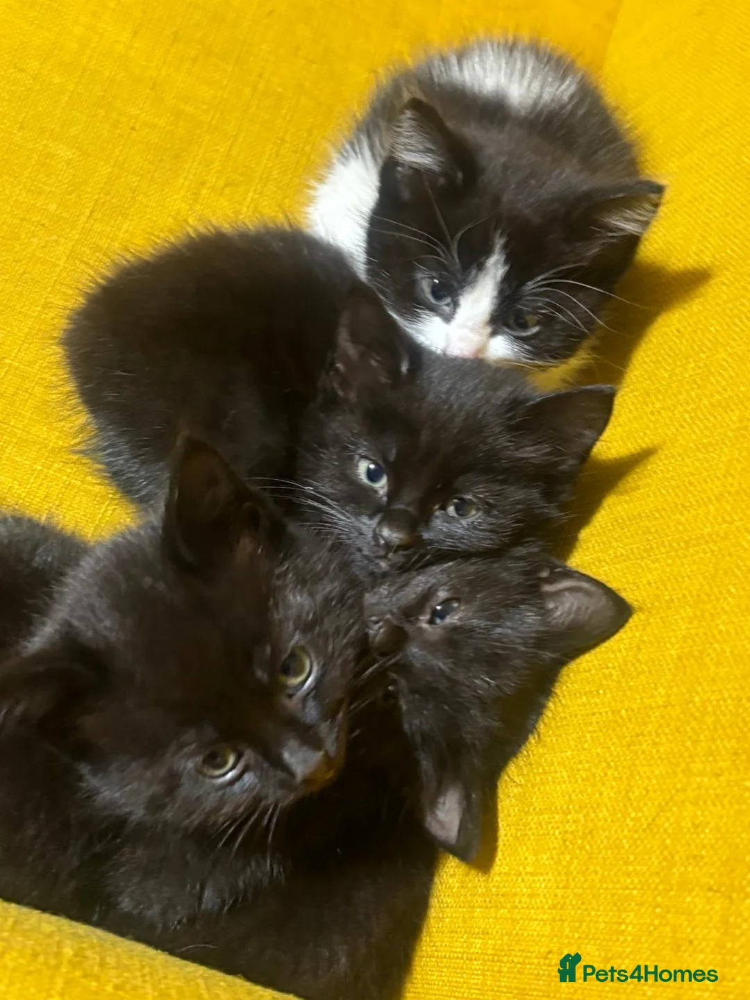 Mixed Breed cats for sale: Adorable kittens looking for loving forever homes - Advert 2