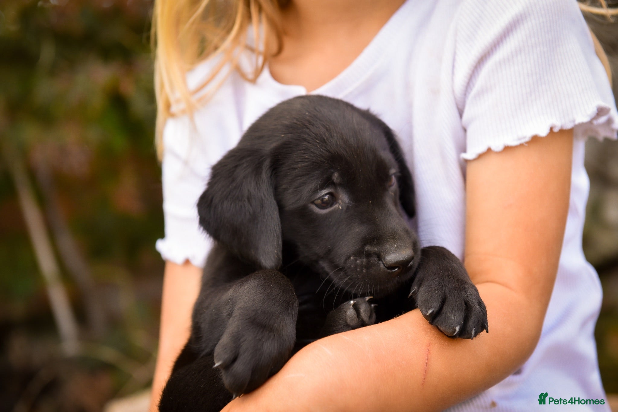 Labrador Retriever dogs Beautiful Yellow and Black KC Puppys - Advert 2
