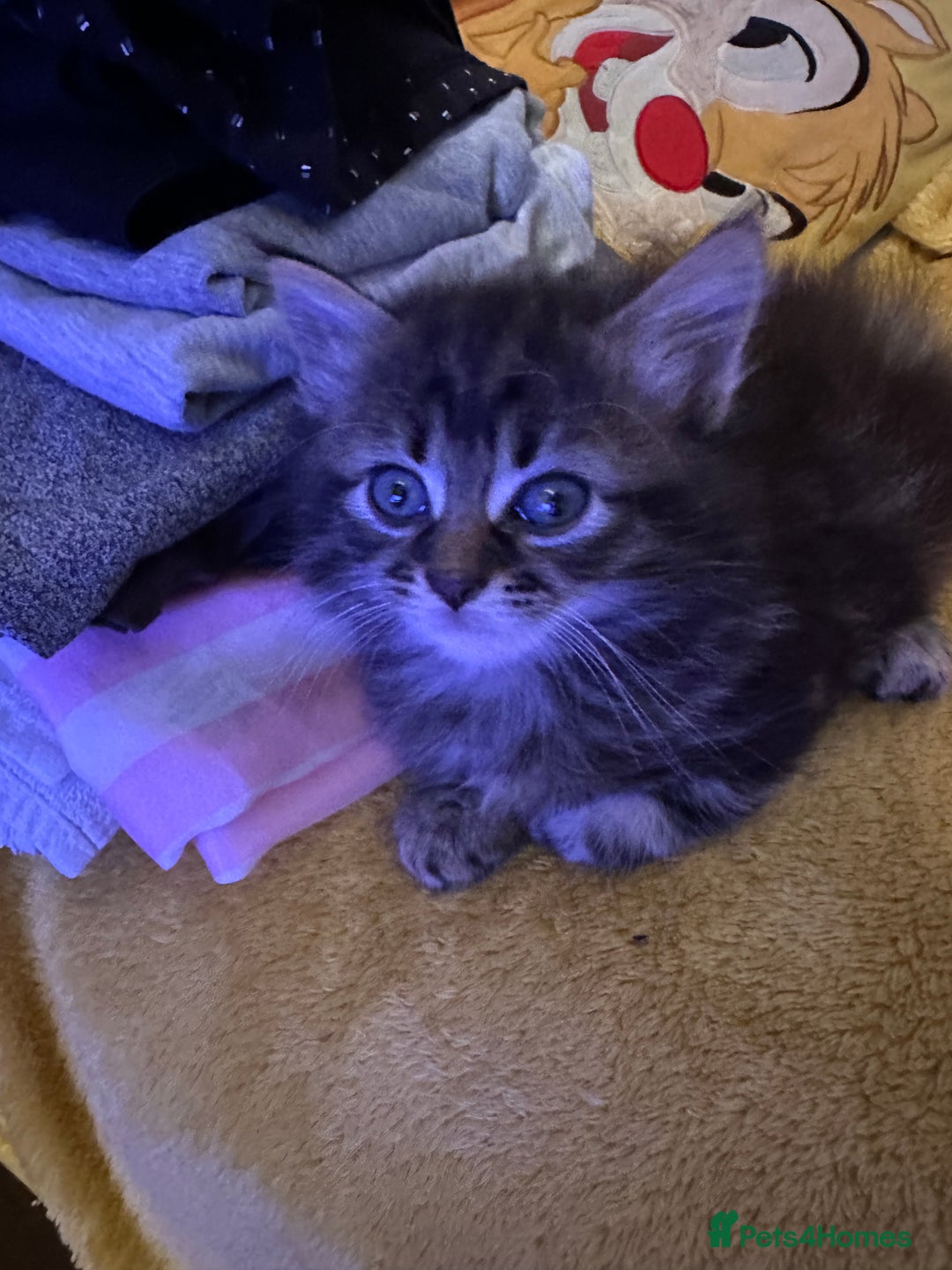 Mixed Breed cats for sale: Ragdoll Cross Kittens, 2 boys 1 girl - Advert 28