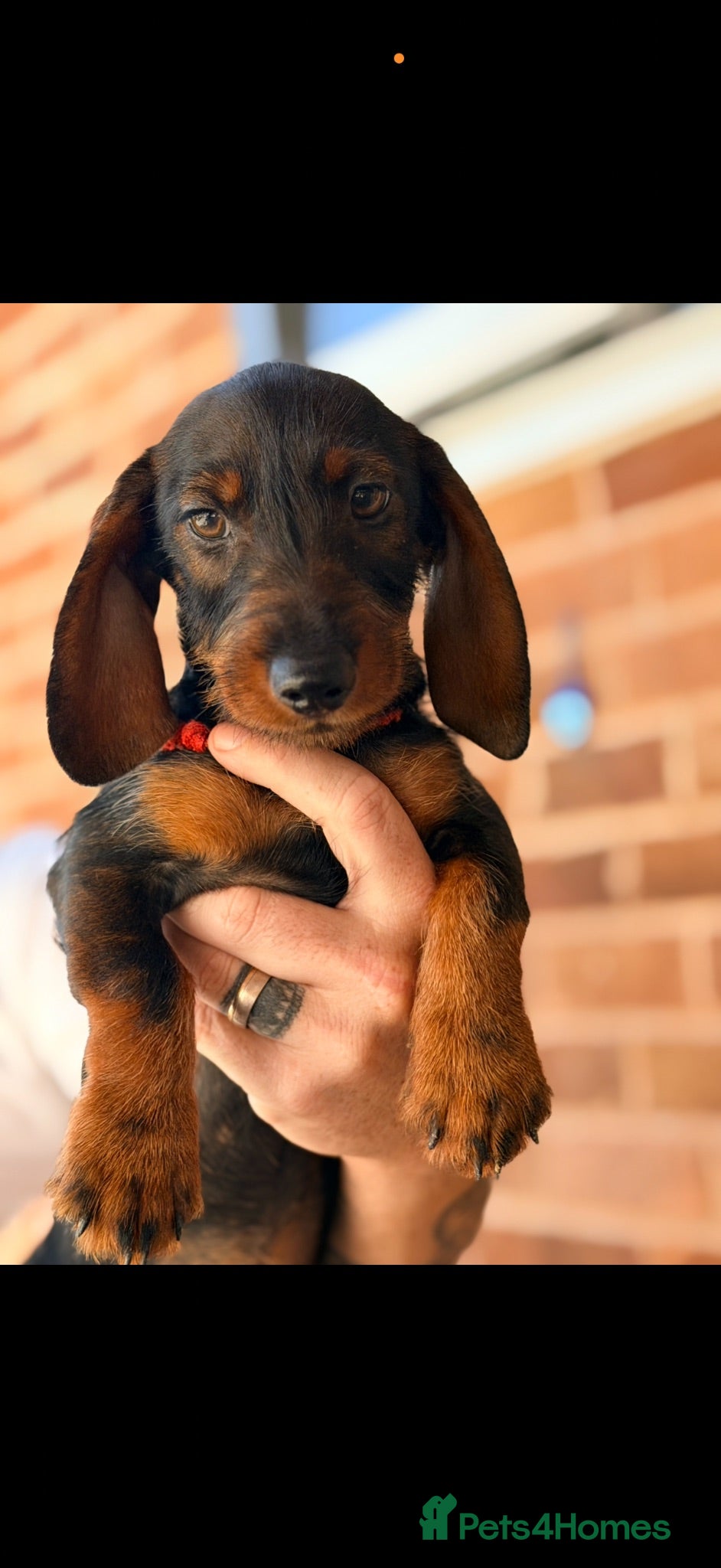 Miniature Dachshund dogs 🐾Exceptional wired haired dachshunds  🐾 - Advert 1