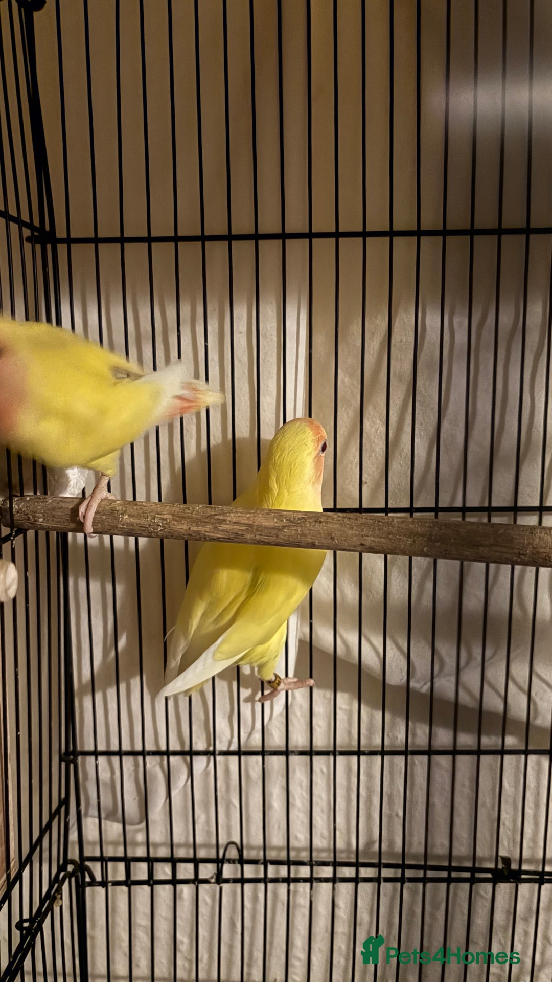 Lovebirds birds for sale: Baby love birds for sale  - Advert 5