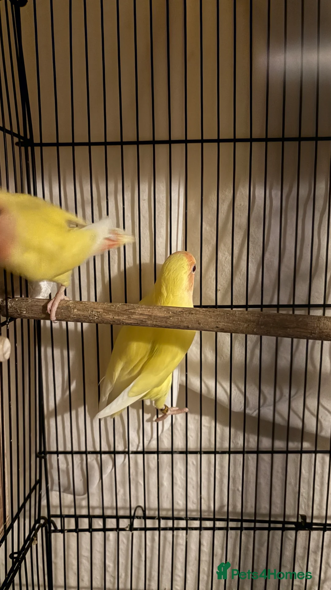 Lovebirds birds for sale: Baby love birds for sale  - Advert 5