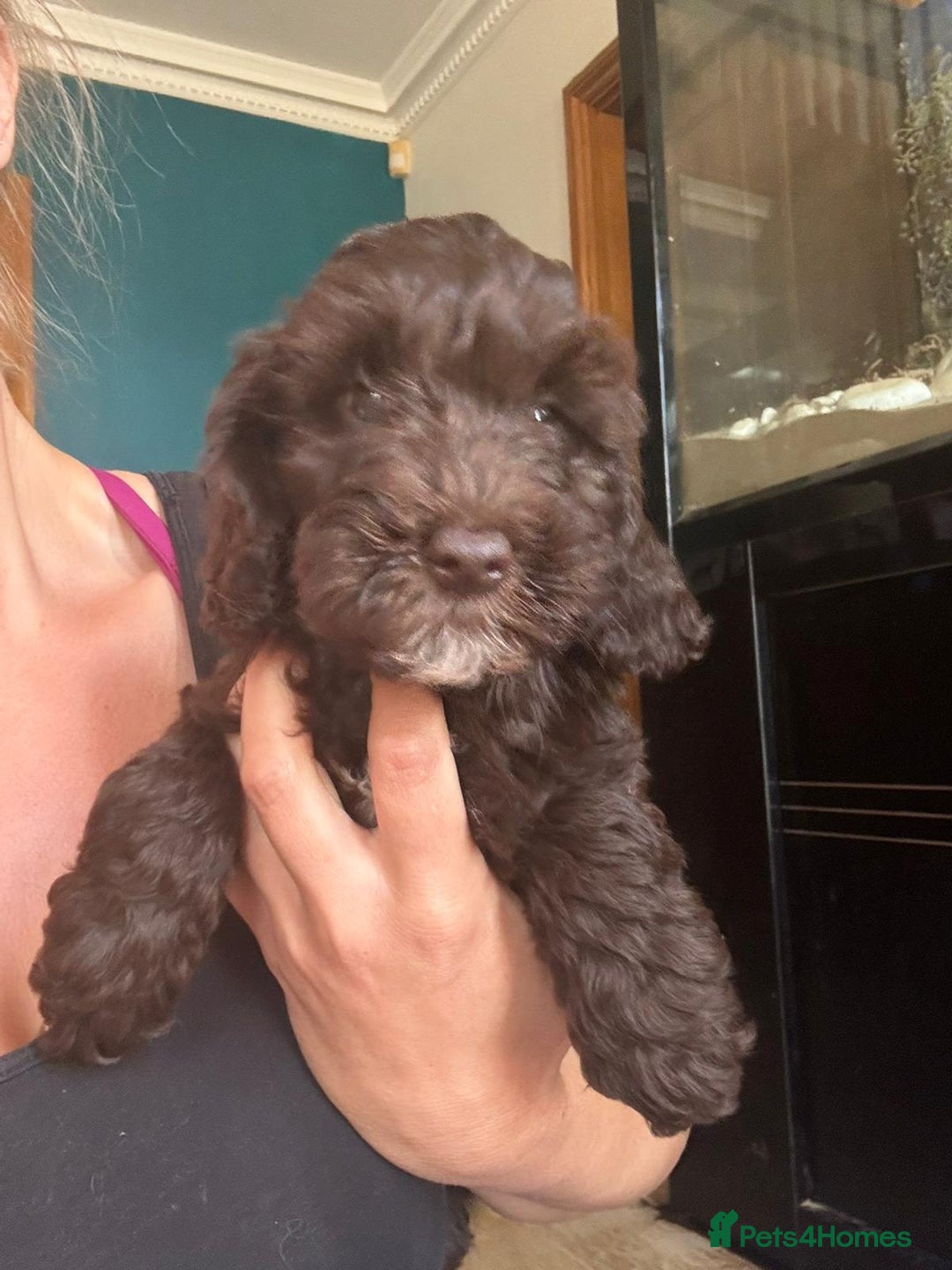 Cockapoo dogs for sale: Therapy Line F1b health tested cockapoo - Image 9