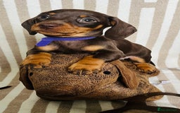 Miniature Dachshund dogs for sale: Miniature dachshunds READY for forever home 🐶🤎 - Image 20
