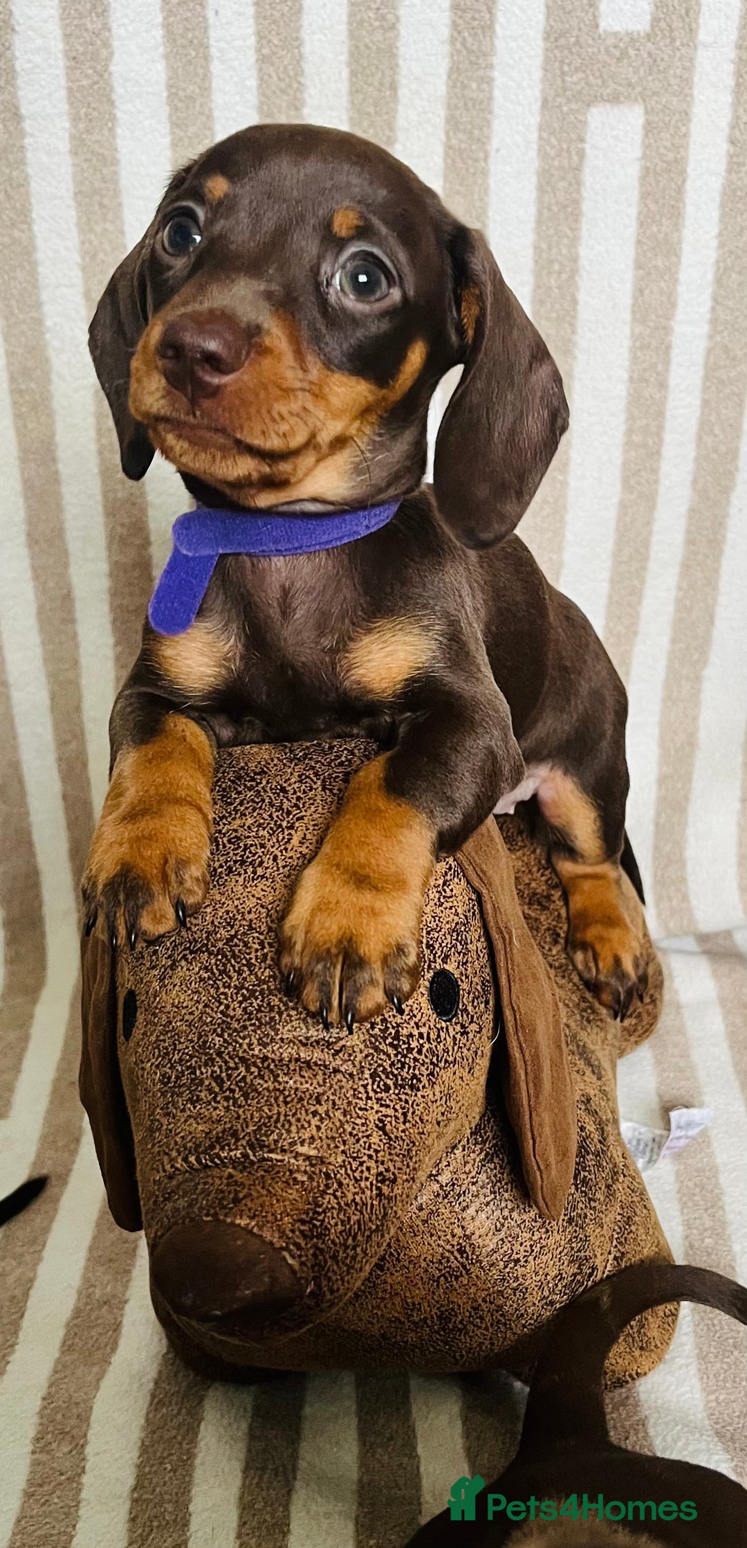 Miniature Dachshund dogs for sale: Miniature dachshunds READY for forever home 🐶🤎 - Image 20
