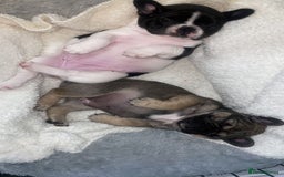 French Bulldog dogs for sale: Female French Bulldog Puppy For Sale  - Image 2