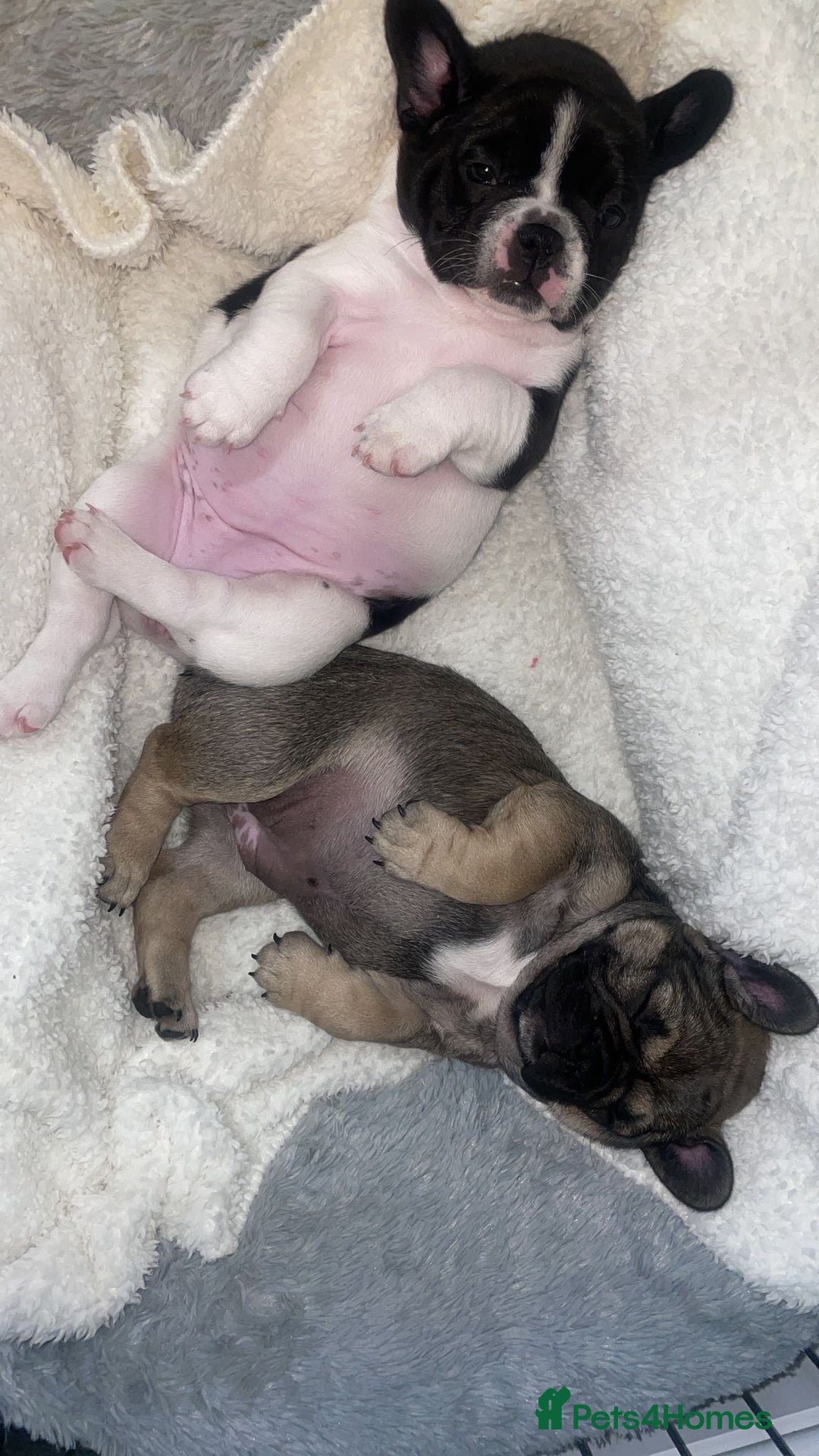 French Bulldog dogs for sale: Female French Bulldog Puppy For Sale  - Image 2