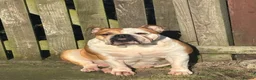 Mixed Breed dogs for sale: English Bulldog × Yorkshire Terrier Puppies in Newcastle upon Tyne - Advert 6