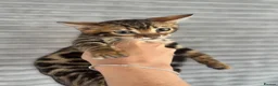 Bengal cats for sale: Perfect Bengal kittens  - Advert 7