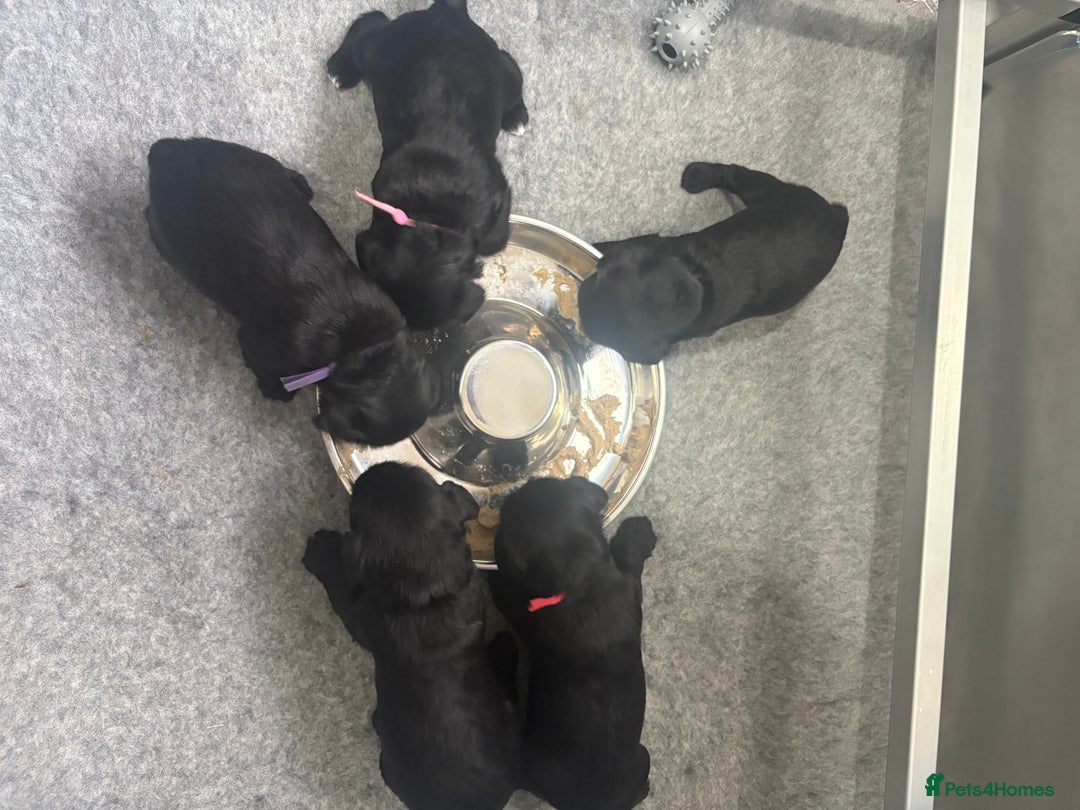 Miniature Schnauzer dogs for sale: KC Registered Miniature Schnauzer Puppies  - Advert 13