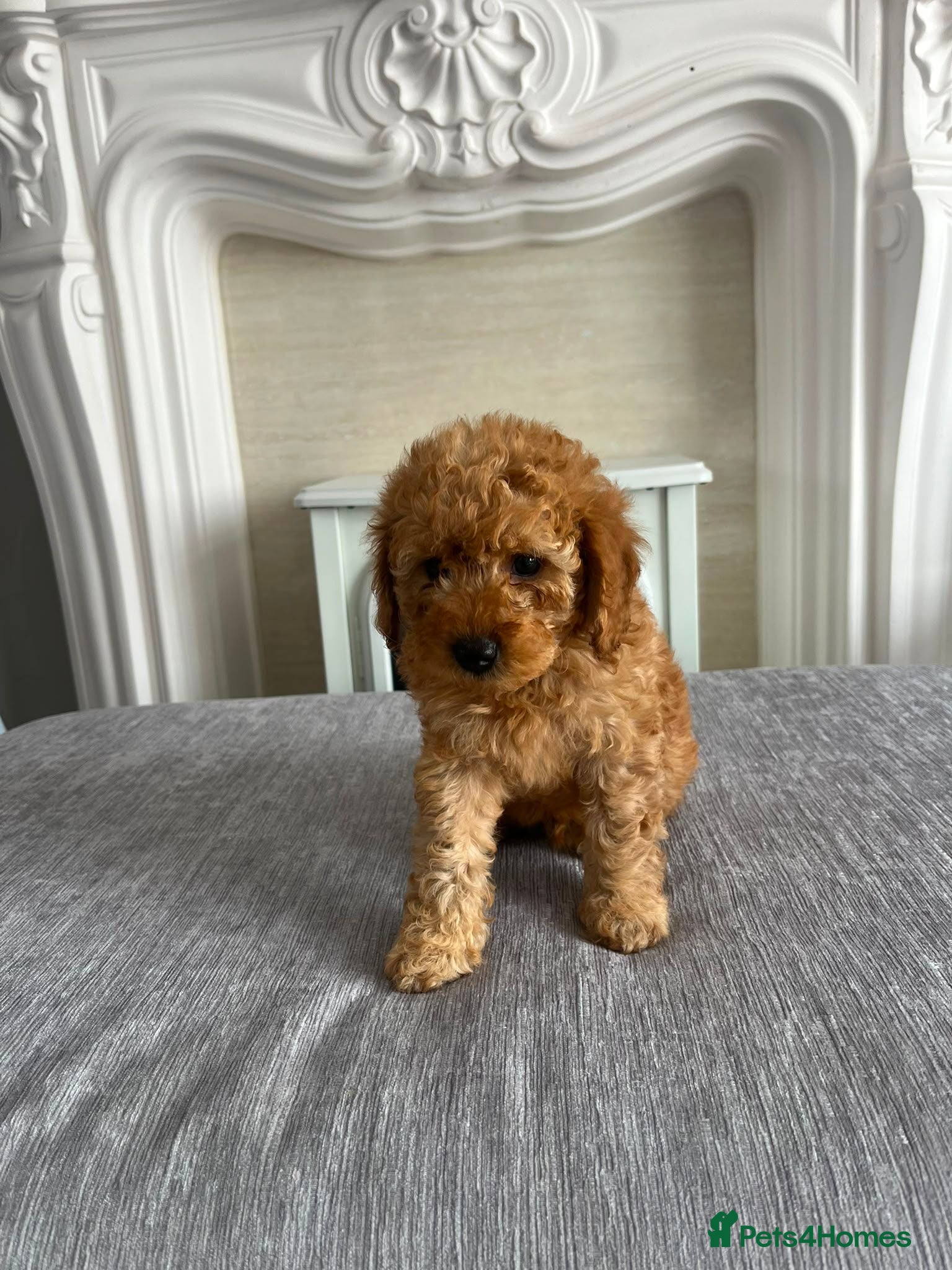 Cavapoo dogs Cavapoo F1b Puppies.  - Advert 10