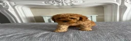 Cavapoo dogs for sale: Cavapoo F1b Puppies.  - Advert 1