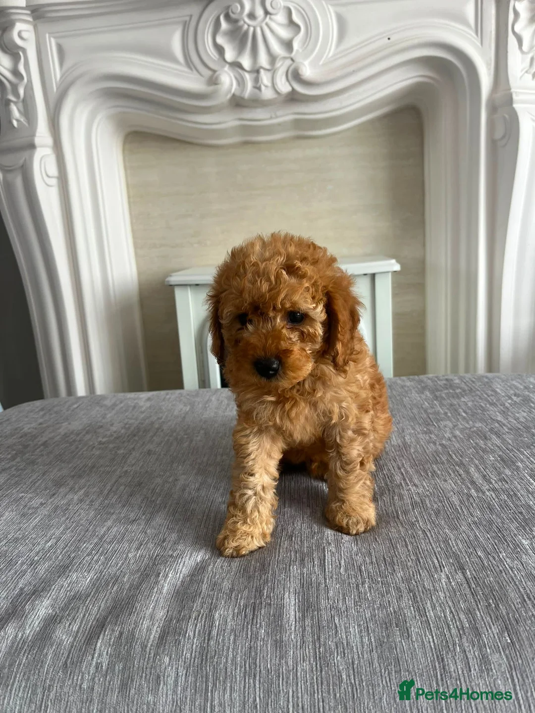 Cavapoo dogs for sale: Cavapoo F1b Puppies.  - Advert 1