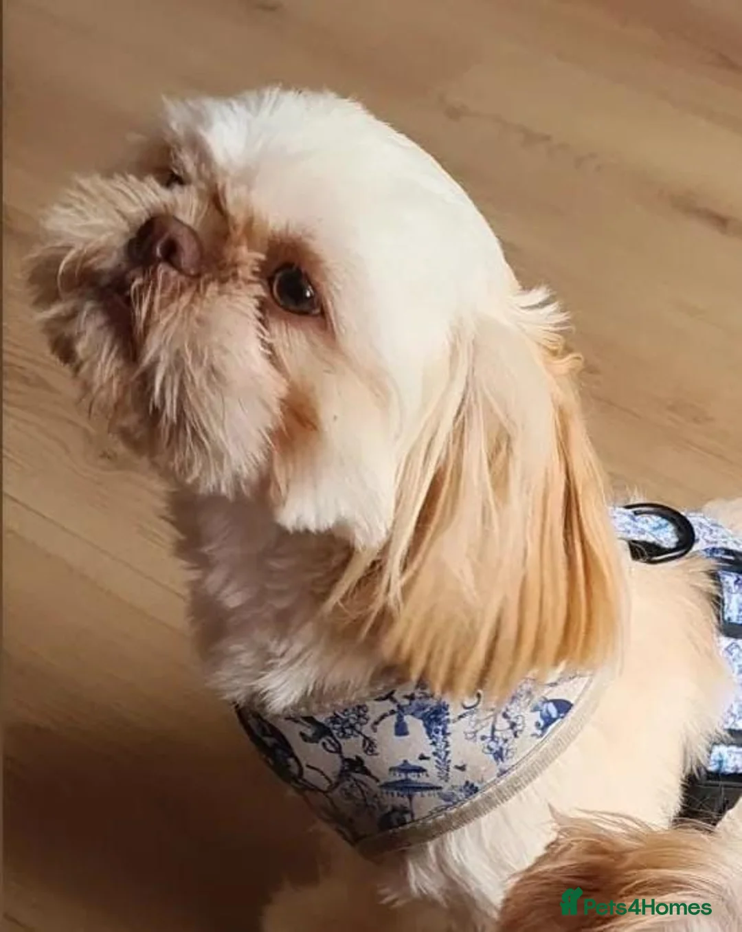Shih Tzu dogs for stud: LAVENDER PRODUCING Liver Imperial shihtzu in Cardiff - Advert 7