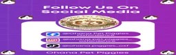 Guinea Pig rodents for sale: Boar Guinea Pigs Available Now! - Advert 10