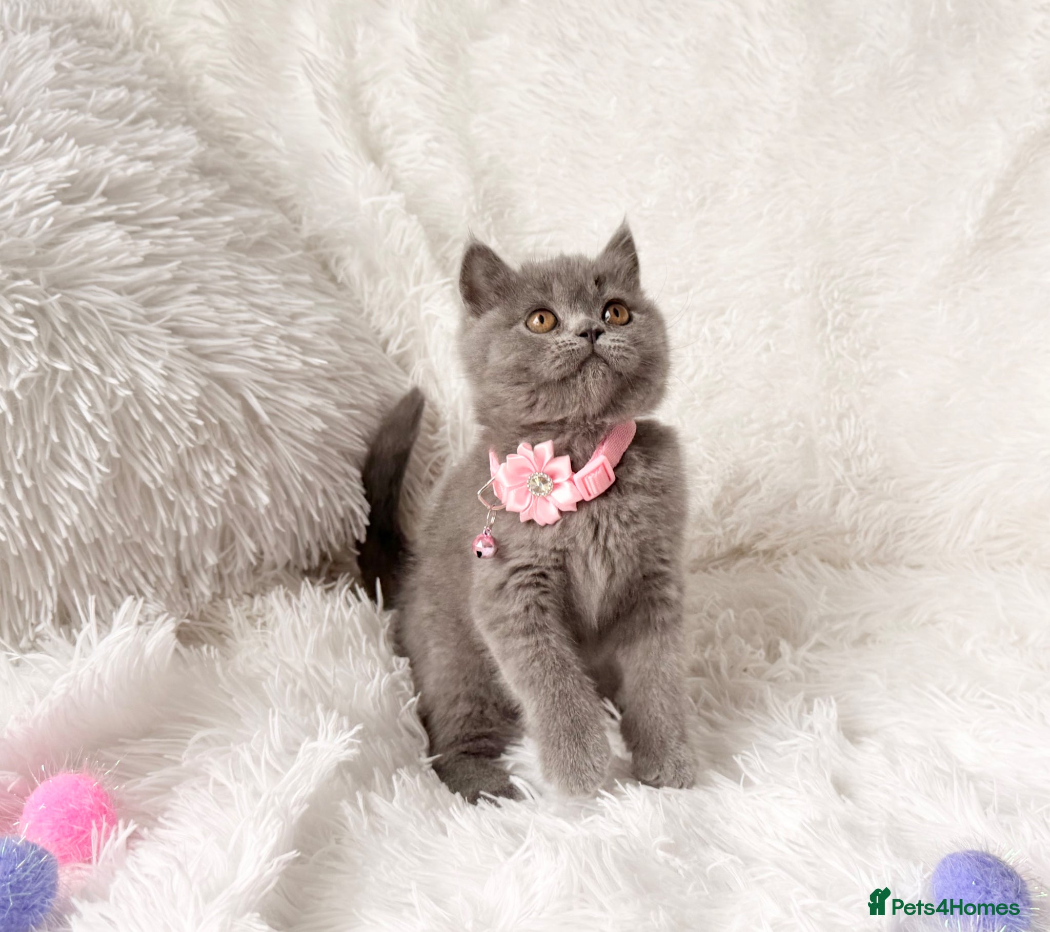 British Shorthair cats ⭐️ BRITISH SHORTHAIR KITTENS 4 available ⭐️ - Advert 10