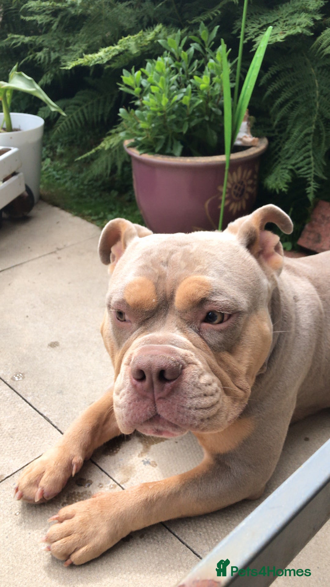 American Bully dogs for sale: Female Pocket Bully  - Image 15