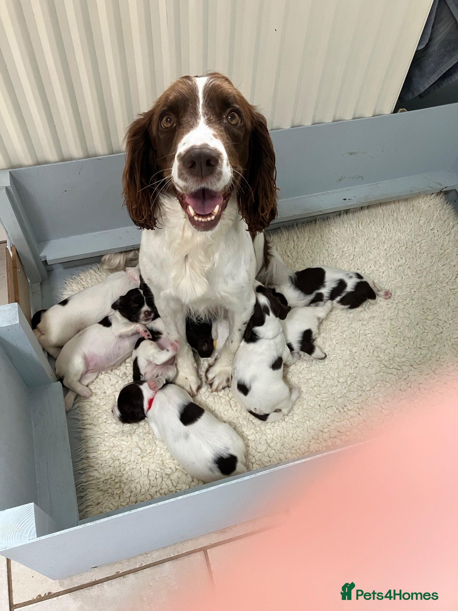 English Springer Spaniel dogs English Springer Spaniel pups for sale - Advert 2
