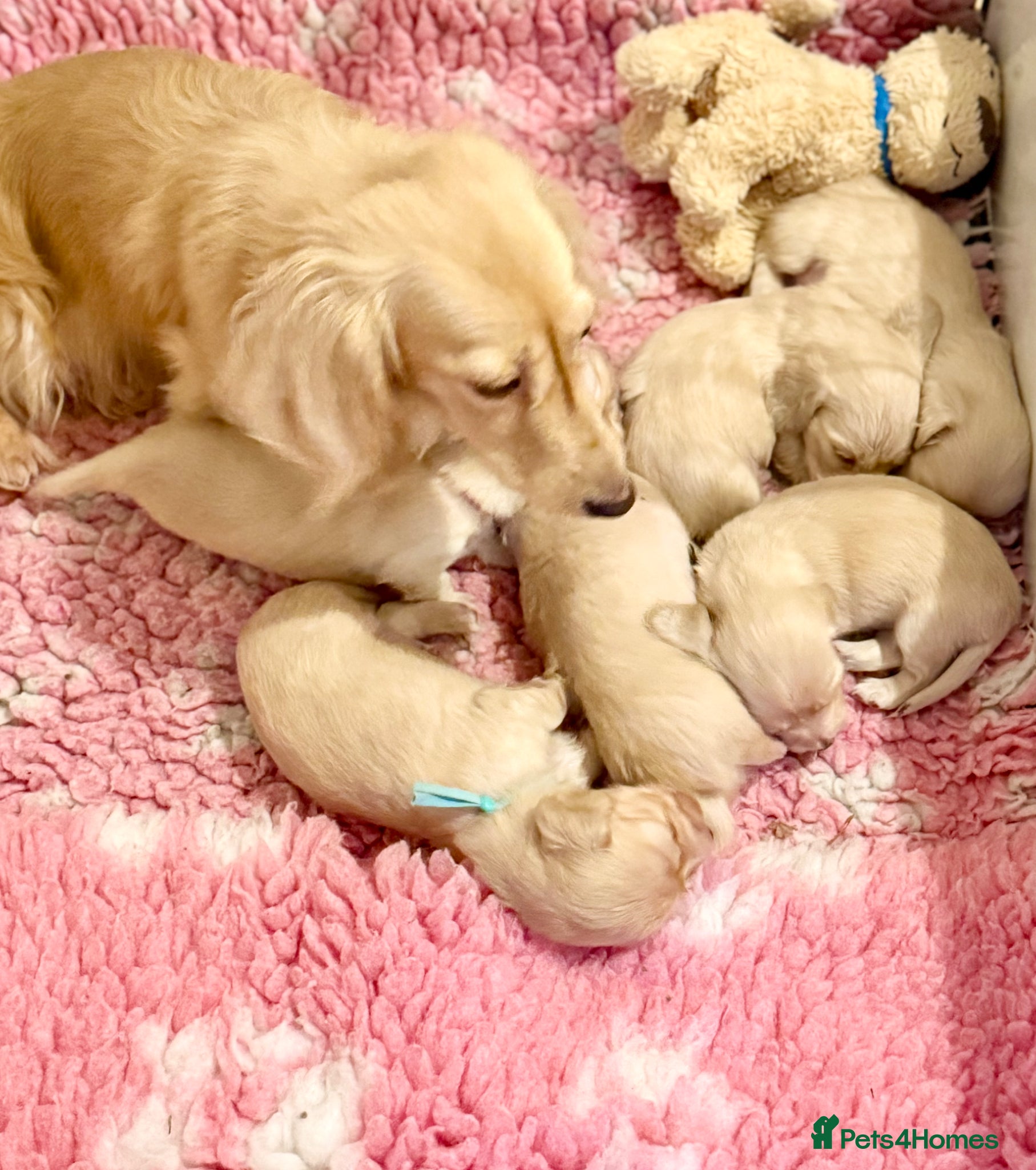 Miniature Dachshund dogs Stunning litter miniature of long haired creams  - Advert 2