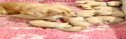 Miniature Dachshund dogs for sale: Cream long haired kc ready to go now - Advert 20