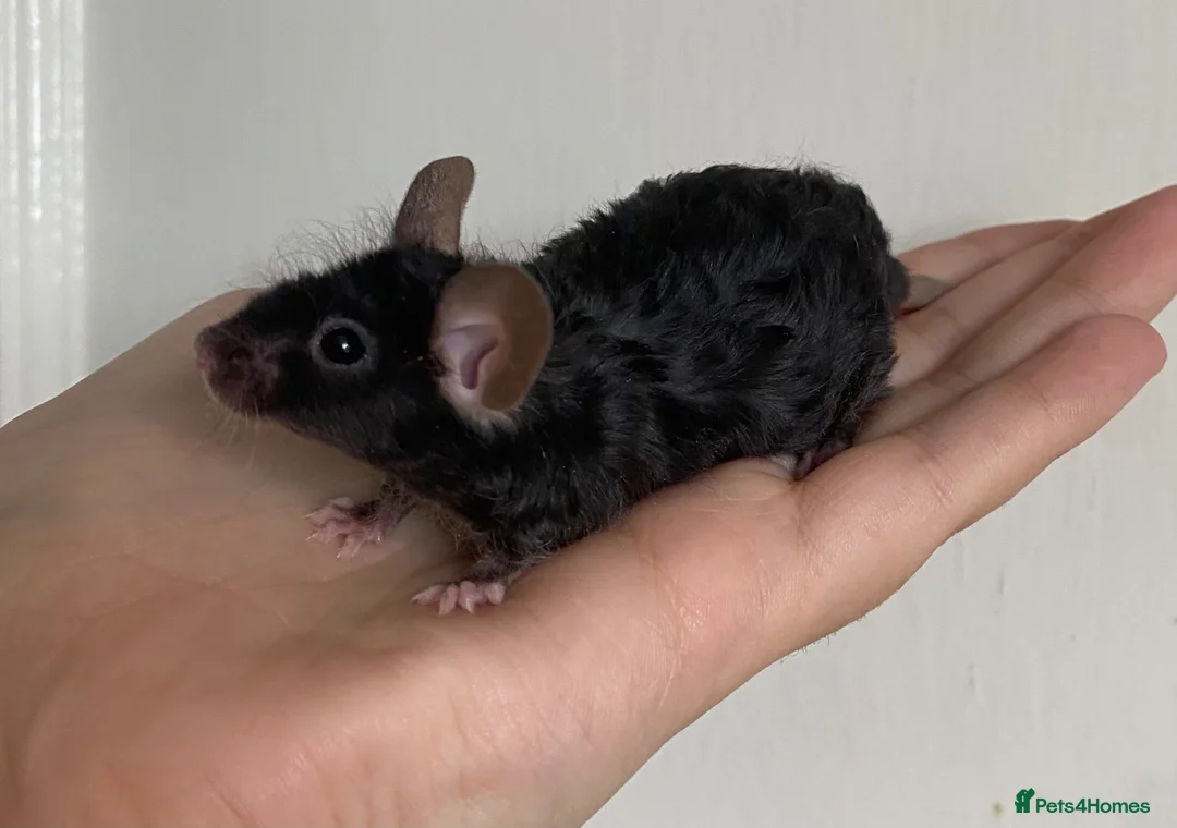 Mouse rodents for sale: Mice  - Advert 1