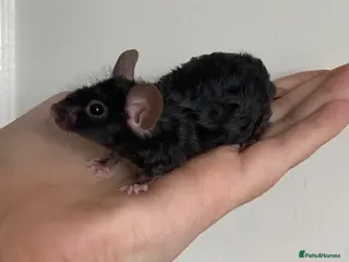 Mouse rodents Mice - Advert 4