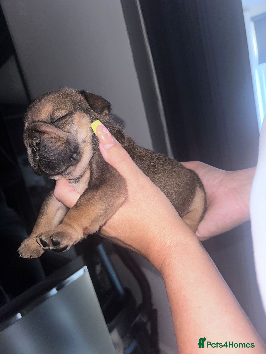 English Bulldog dogs for sale: Beautiful English bulldog puppies - Image 11