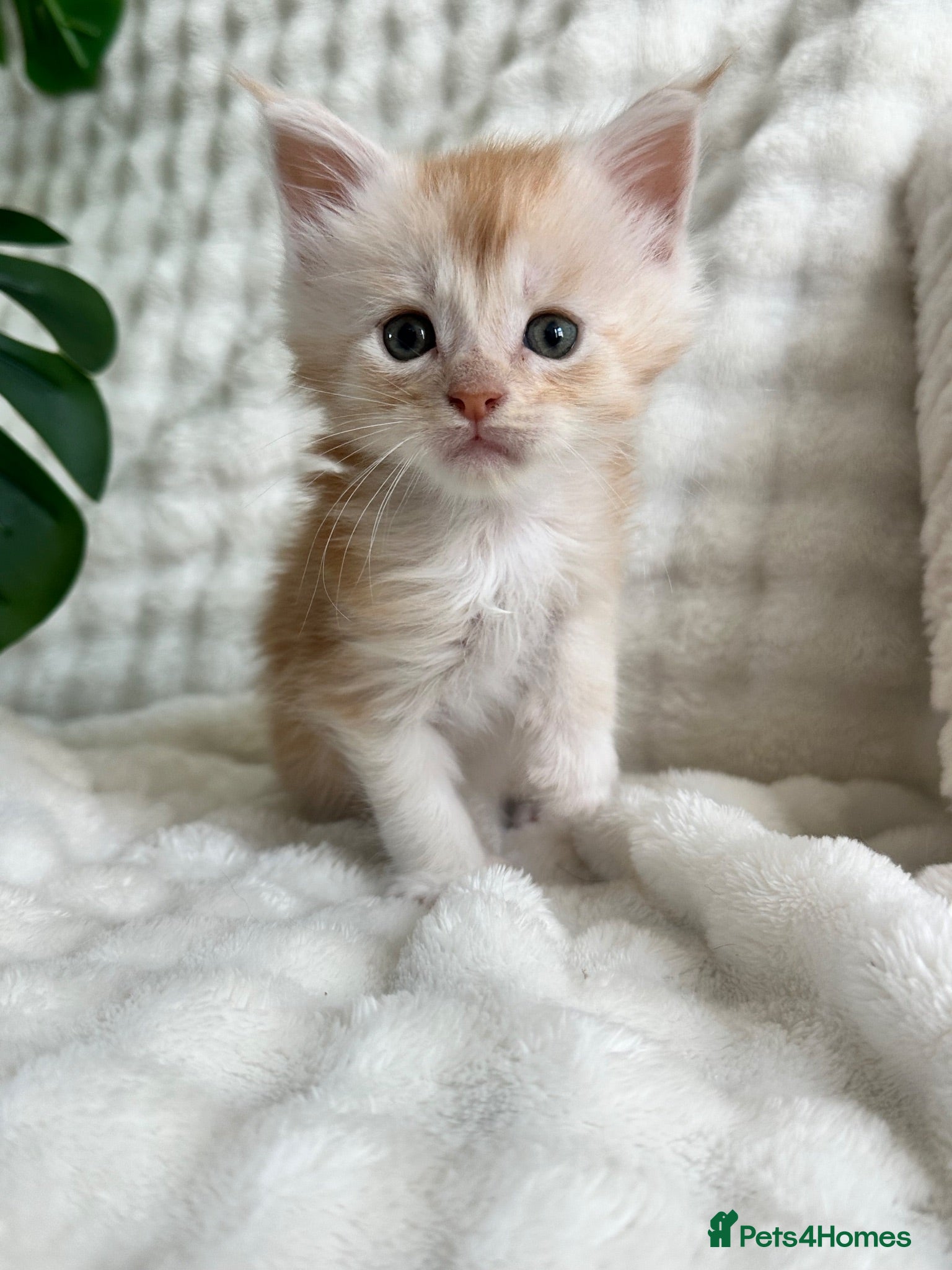 Maine Coon cats 4 pure Maine coon kittens left  - Advert 19