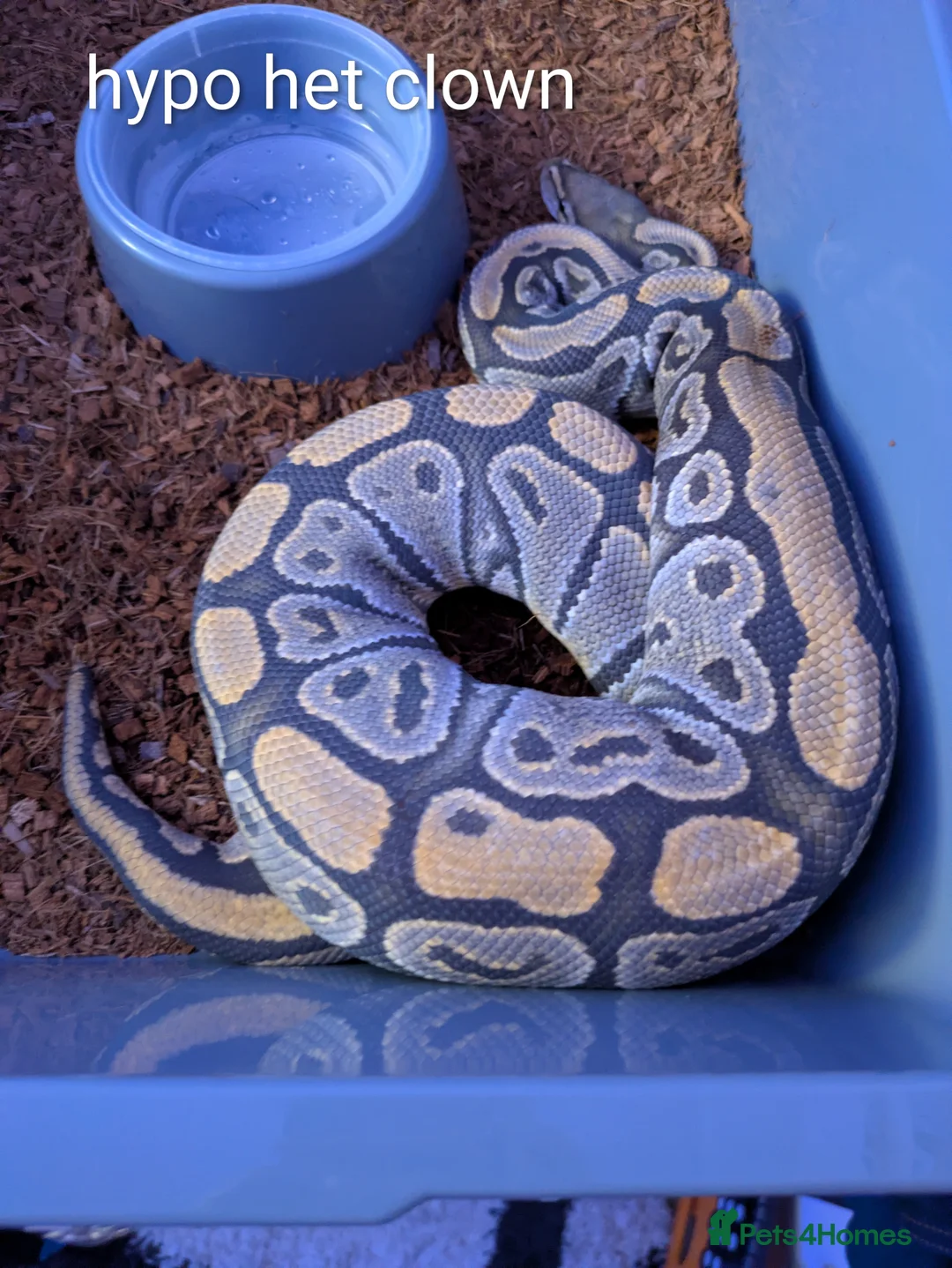 Python Snake reptiles for sale: Royal python collection for sale - Advert 7