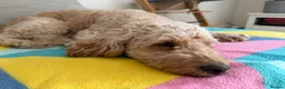 Australian Labradoodle dogs for sale: Australian double doodle puppies expected  - Advert 14