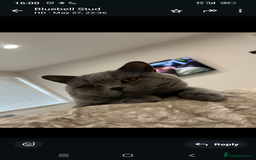 British Shorthair cats for sale: Purebred British shorthairs  - Image 11