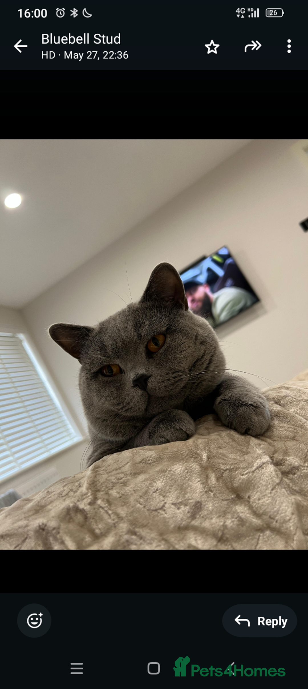 British Shorthair cats for sale: Purebred British shorthairs  - Image 11