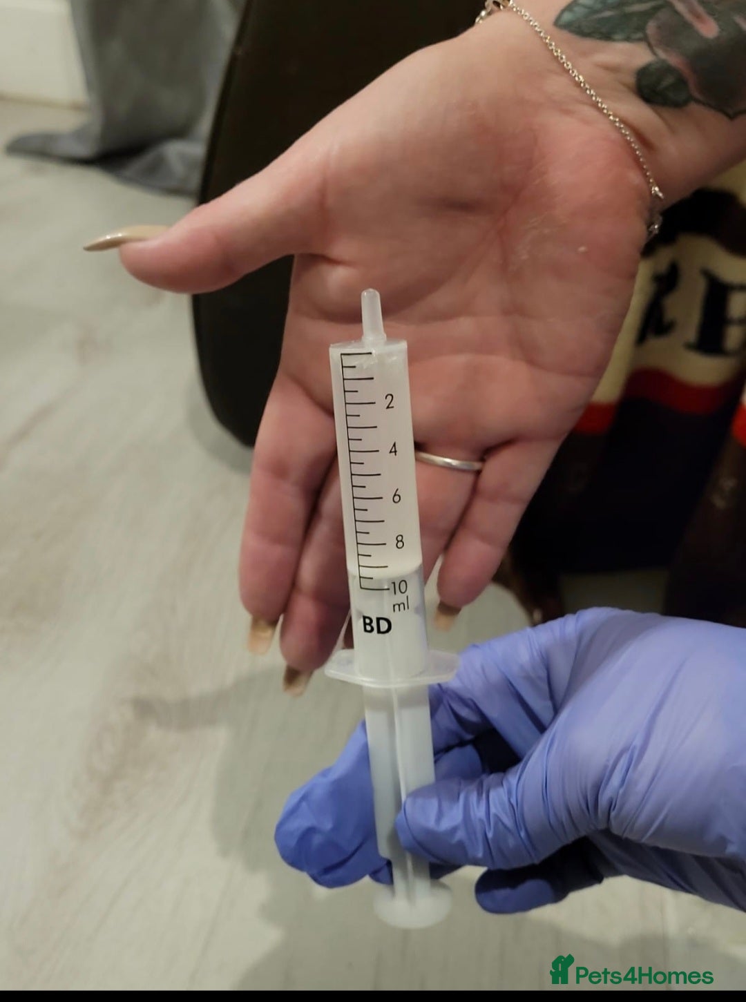 Miniature Poodle dogs for stud: Red Miniature Poodle Stud package Available  in Southampton - Advert 17