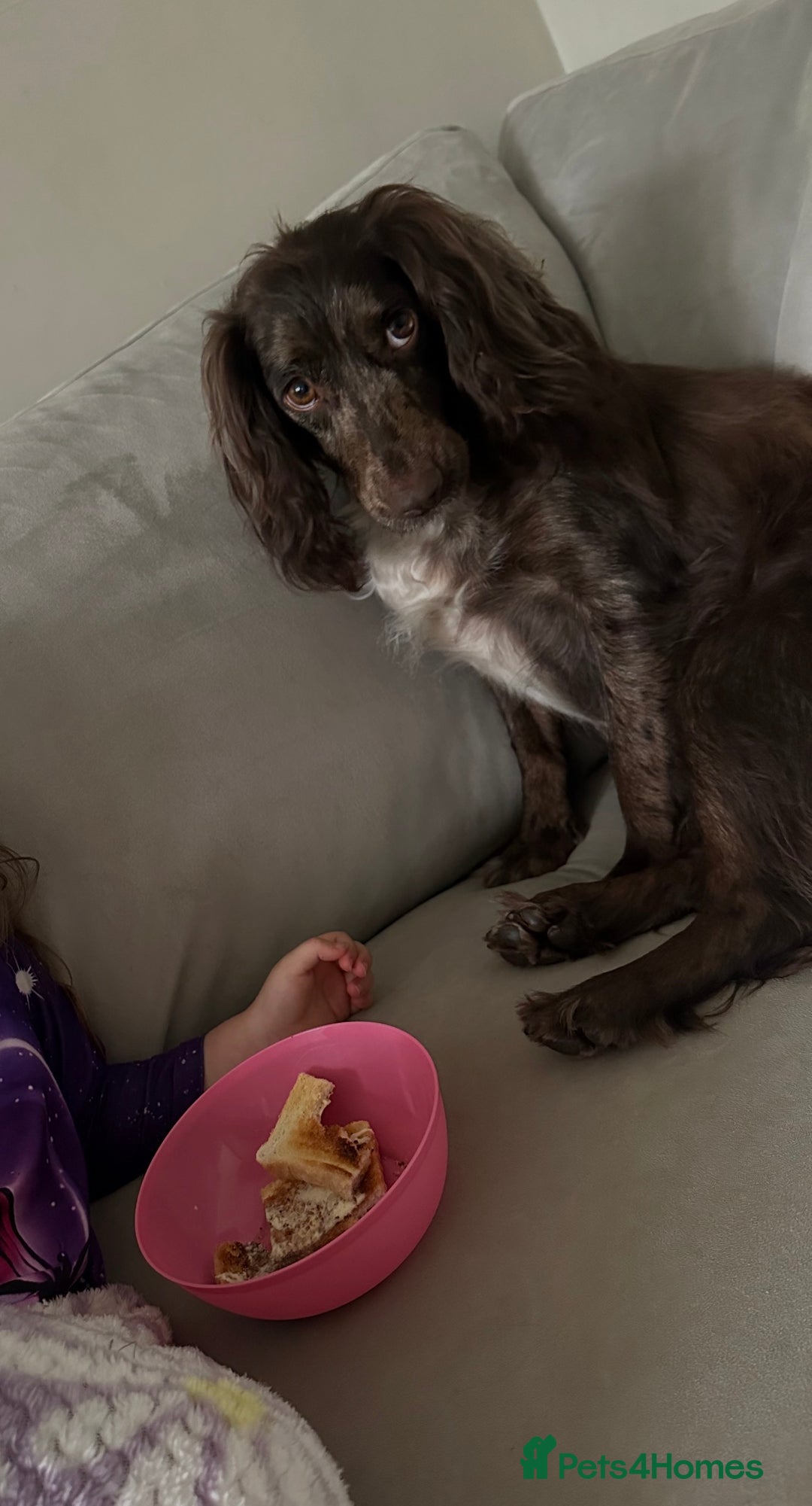 Cocker Spaniel dogs for sale: Female merle cocker spaniel  - Advert 13