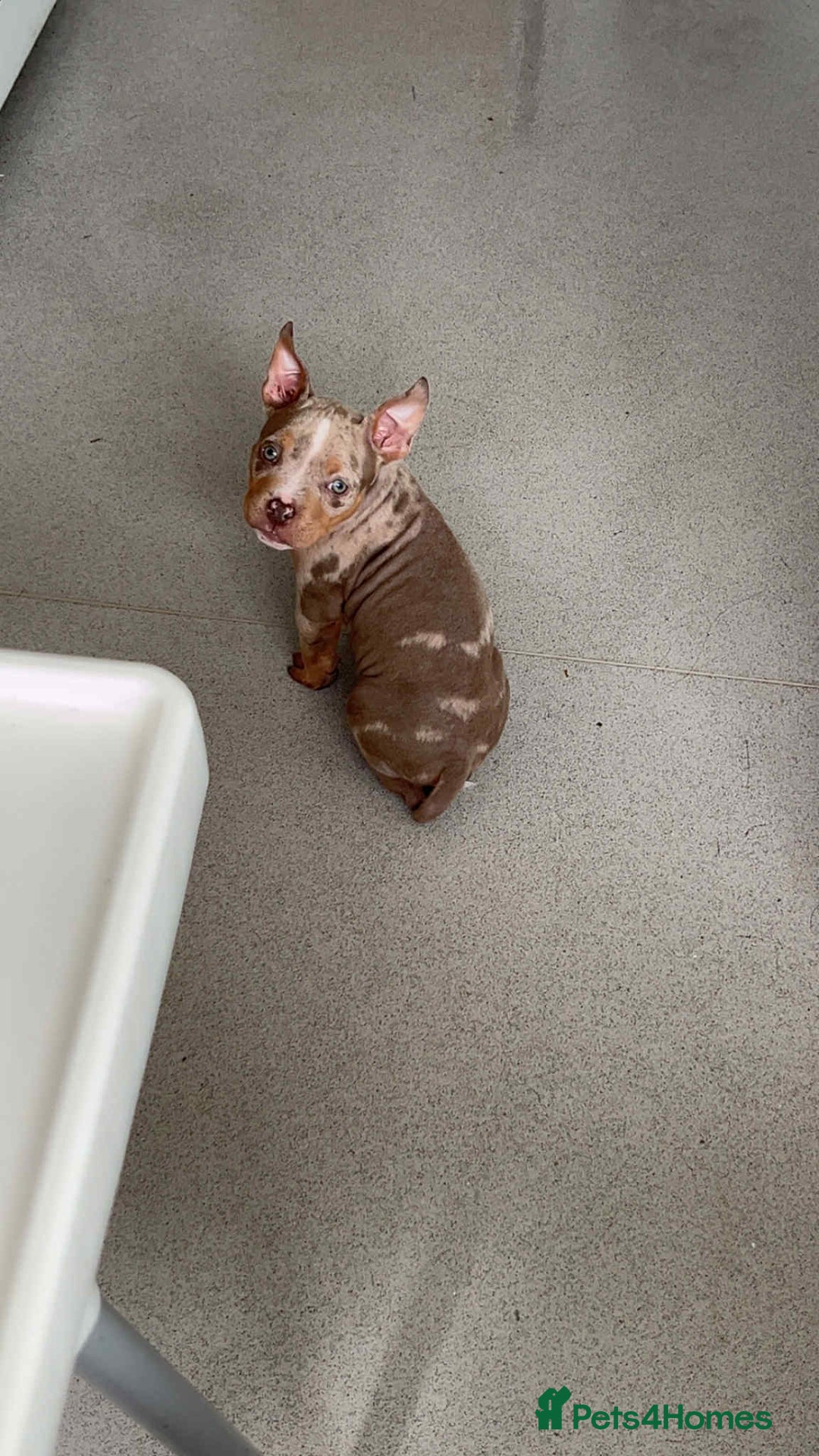 American Bully dogs for sale: Pocket Bullies - Advert 5