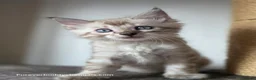 Bengal cats for sale: Rare Cashmere & Short Hair Bengals  - Advert 23