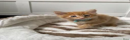 Mixed Breed cats for sale: Two kittens left - Advert 1