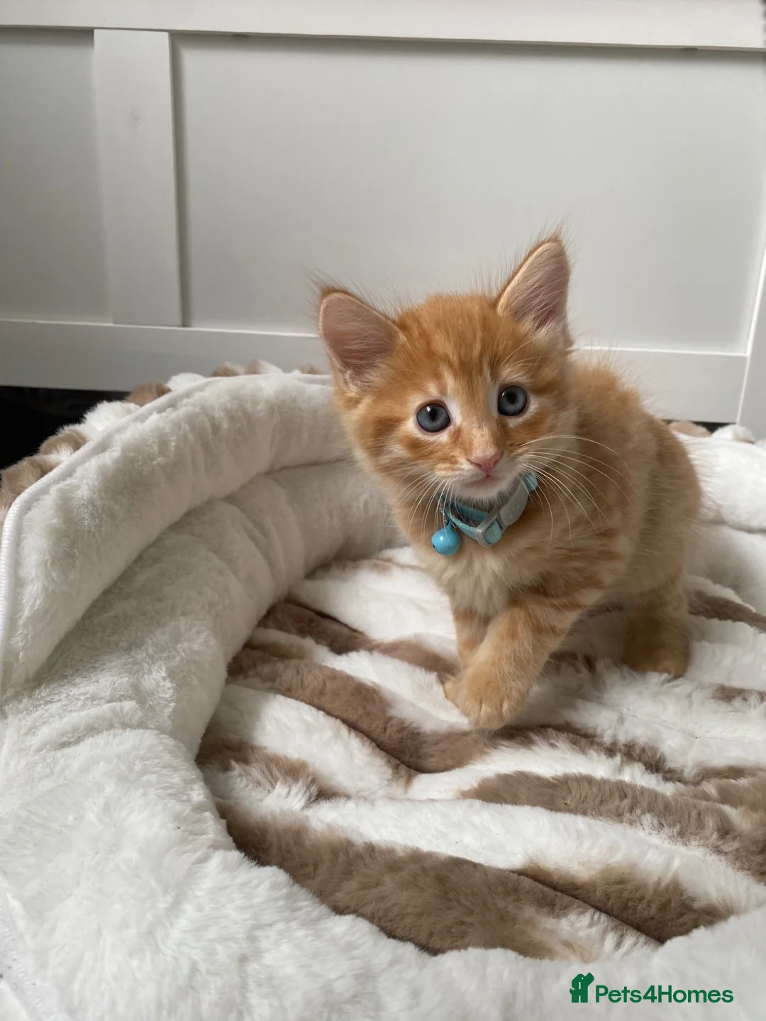 Mixed Breed cats for sale: Two kittens left - Advert 1