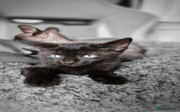 Sphynx cats for sale: Mixed selection Sphynx kittens. - Image 7