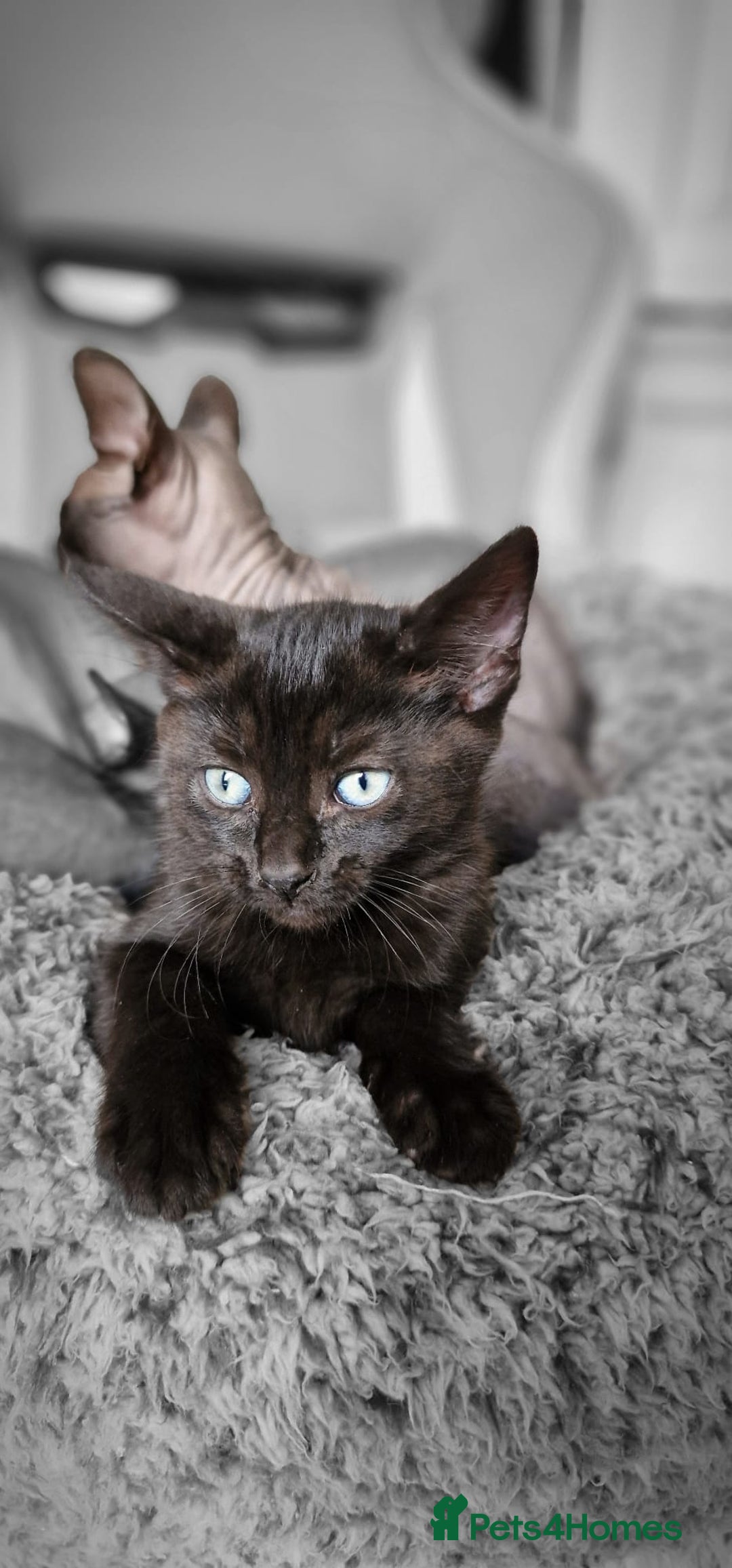 Sphynx cats for sale: Mixed selection Sphynx kittens. - Image 7