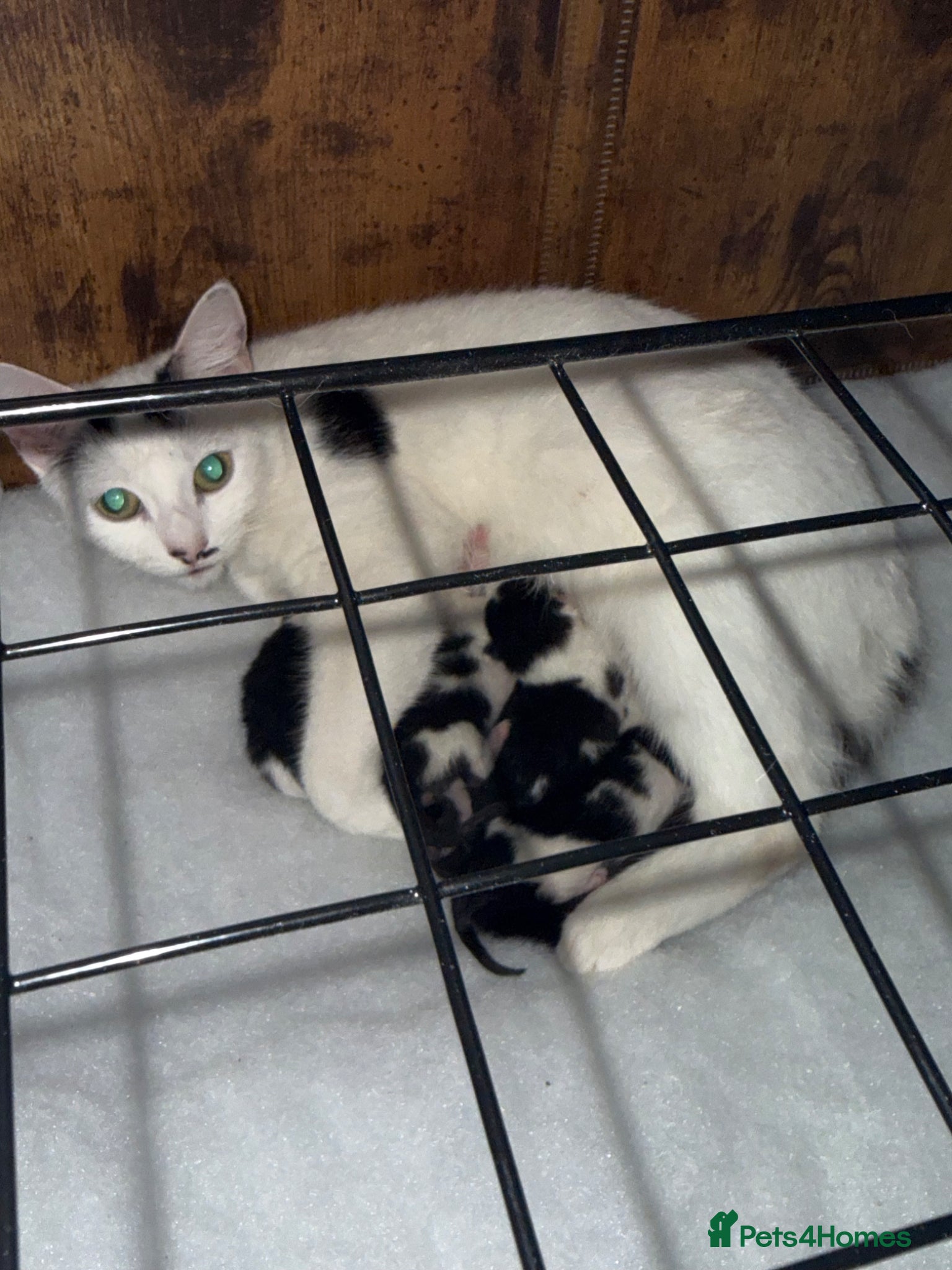 Mixed Breed cats 4x kittens  - Advert 1