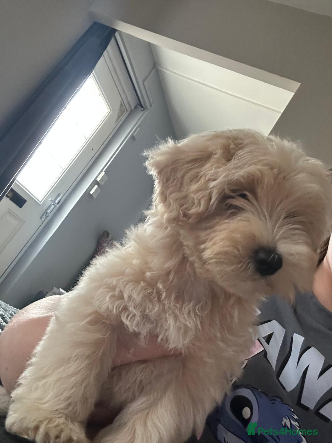 Maltipoo dogs for sale: READY TO LEAVE TINY F1 MALTIPOO PUPPIES  - Image 1