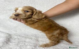 Cocker Spaniel dogs for sale: Show type cocker spaniels  - Image 11