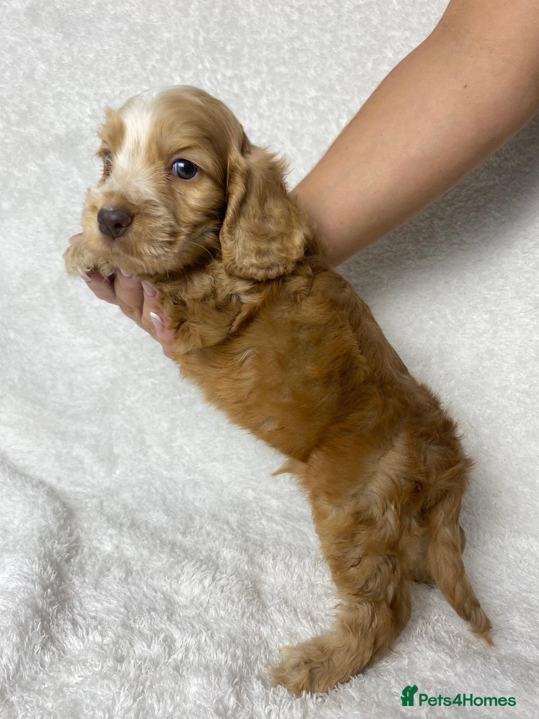 Cocker Spaniel dogs for sale: Show type cocker spaniels  - Image 11