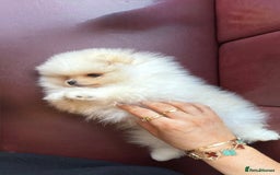 Pomeranian dogs for sale: Mini Pomeranian boy - Image 3